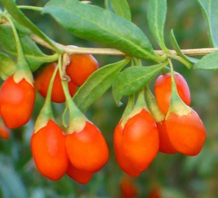 Pianta di bacche di goji