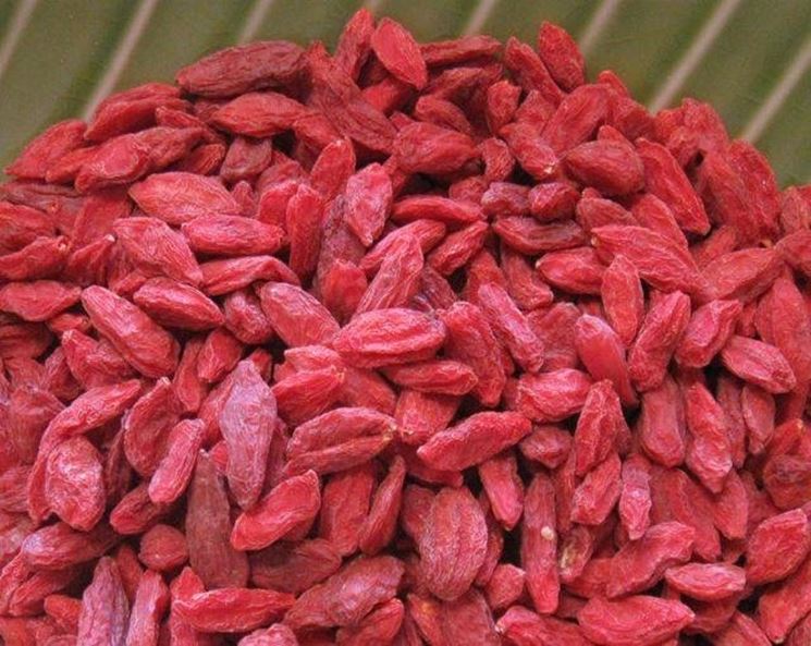 Bacche di goji