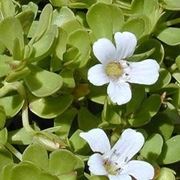 bacopa monniera