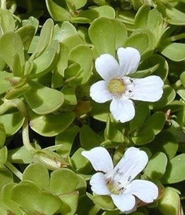 bacopa monniera