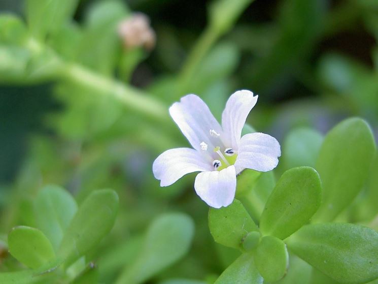 bacopa monniera