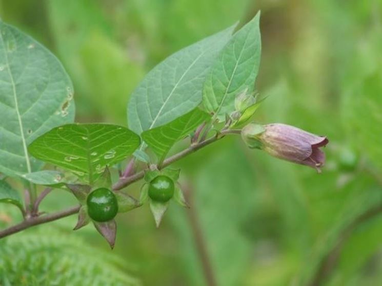 clima belladonna