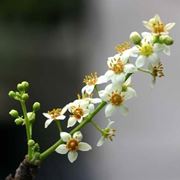 fiori boswellia