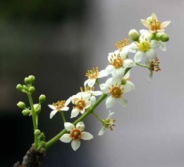 fiori boswellia