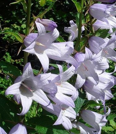 campanula