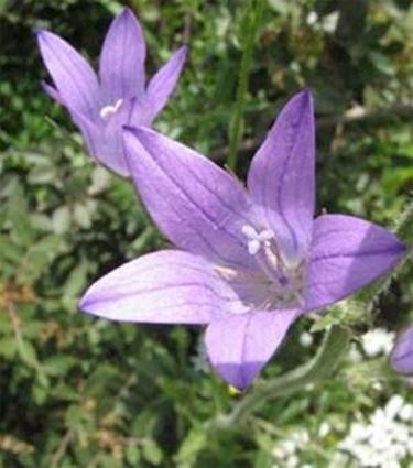 Campanula rapunculus