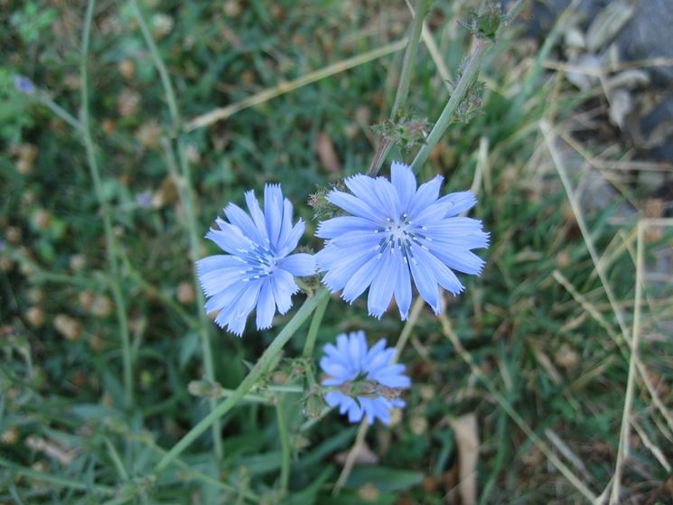 Cicoria in fiore