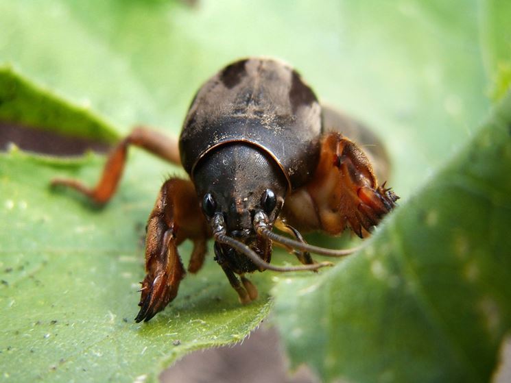 Grillotalpa parassita cicoria