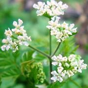 coriandolo pianta