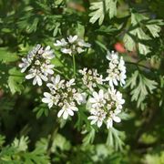 coriandolo pianta