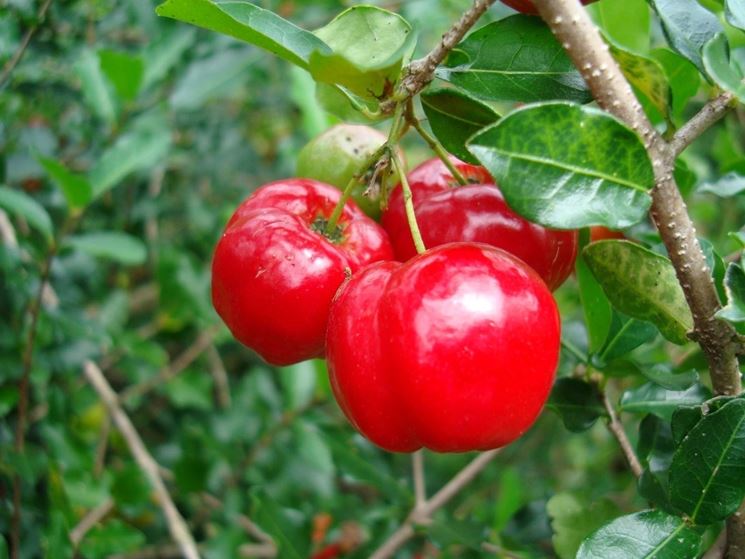 Acerola