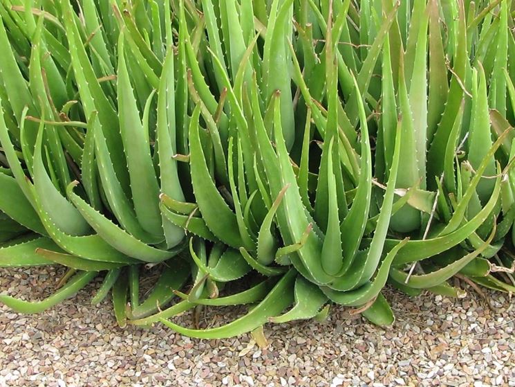 Aloe vera