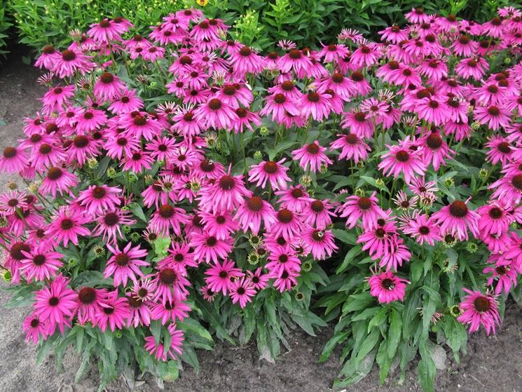 Echinacea