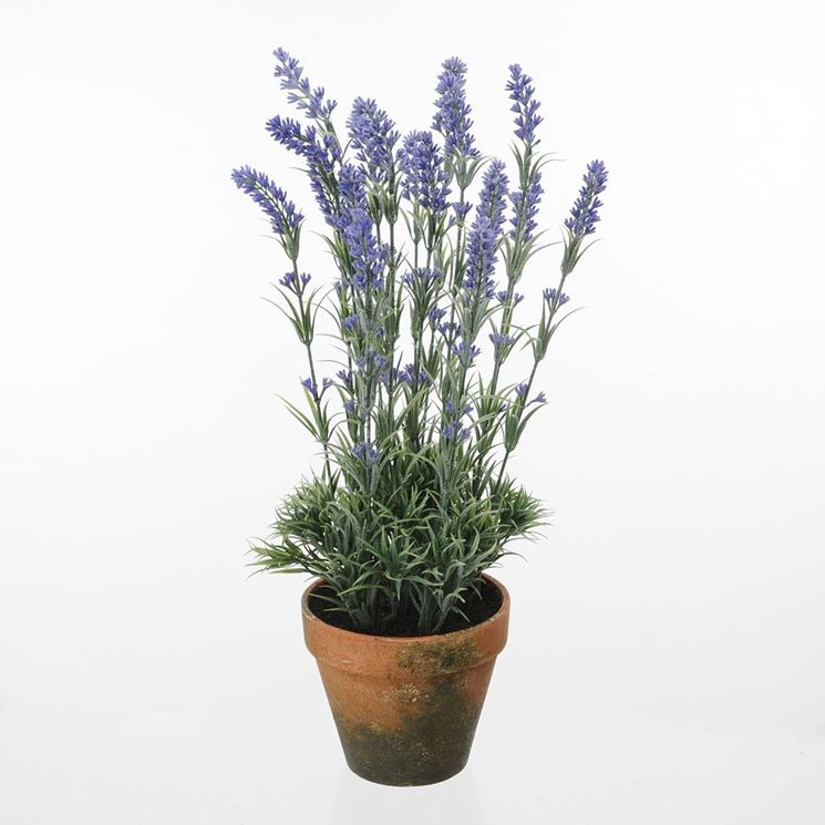 Lavanda in vaso