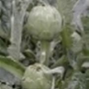 foglie di carciofo