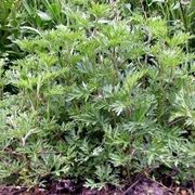 artemisia vulgaris