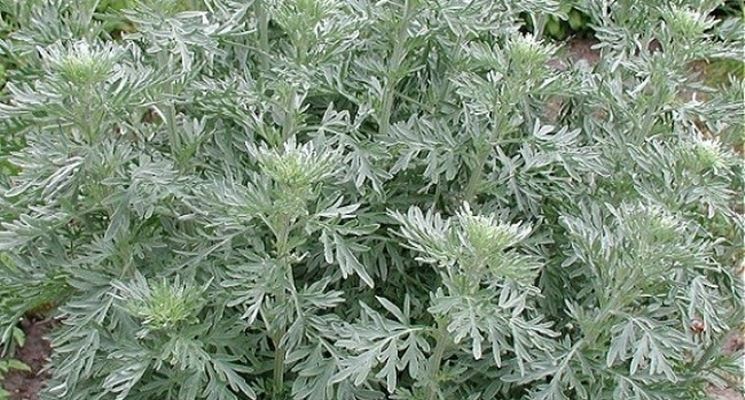 artemisia absinthium