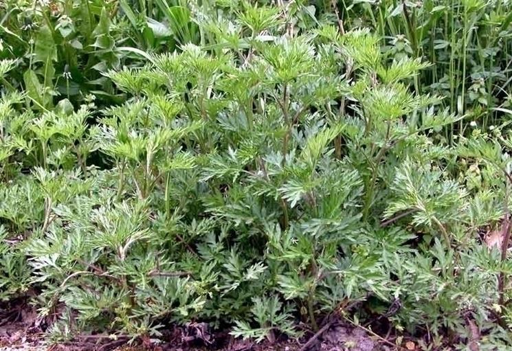 artemisia vulgaris