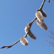 Infiorescenza di Aspen o Populus Tremula