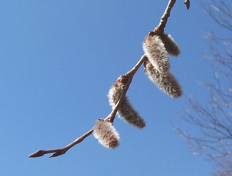 Infiorescenza di Aspen o Populus Tremula