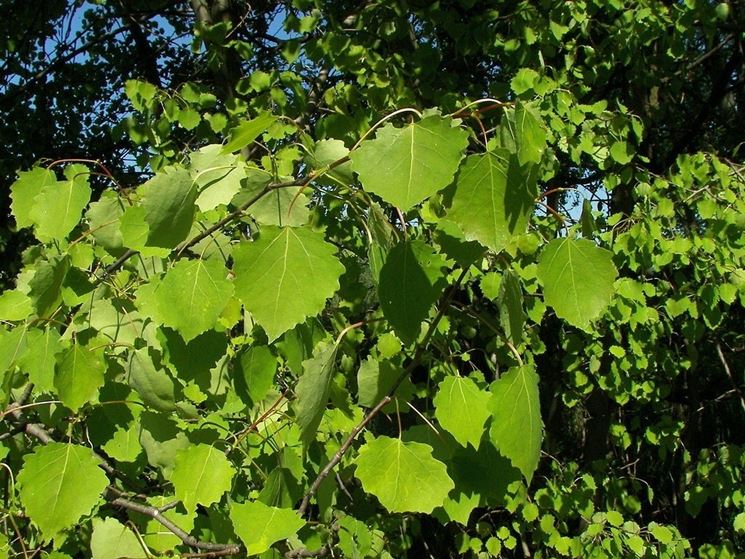 Foglie di Aspen in estate