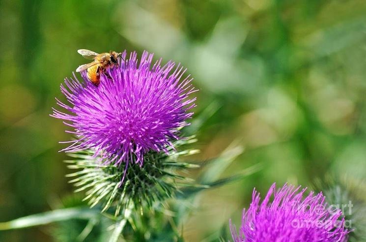 Cardo Mariano con apeFonte foto ( http://images.fineartamerica.com )