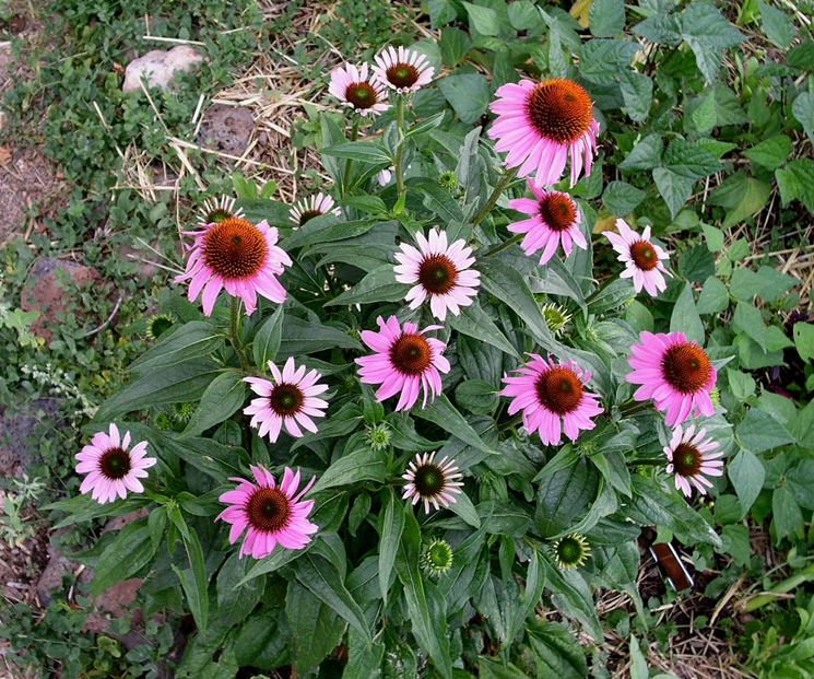 echinacea