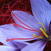 Crocus sativus