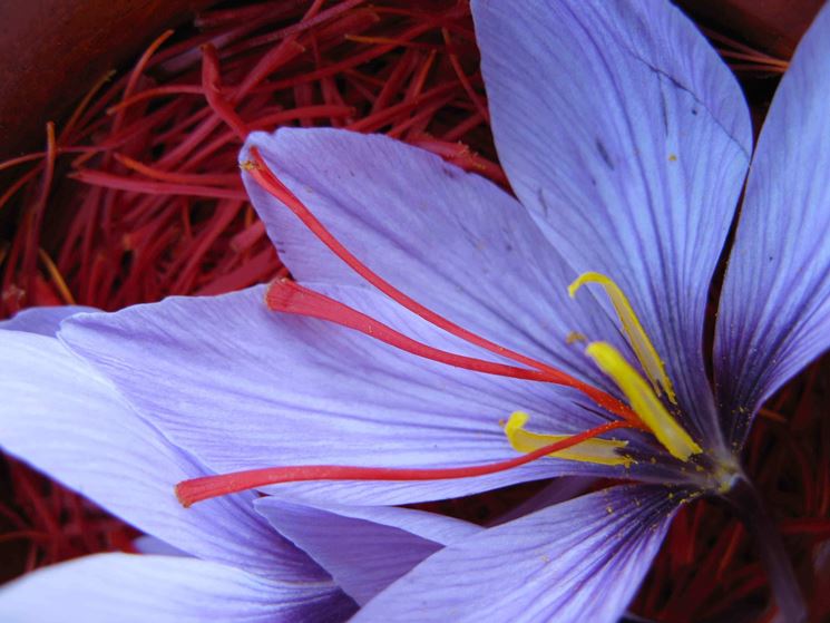 Crocus sativus