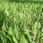 Una piantagione di curcuma longa