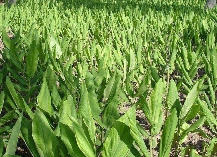 Una piantagione di curcuma longa