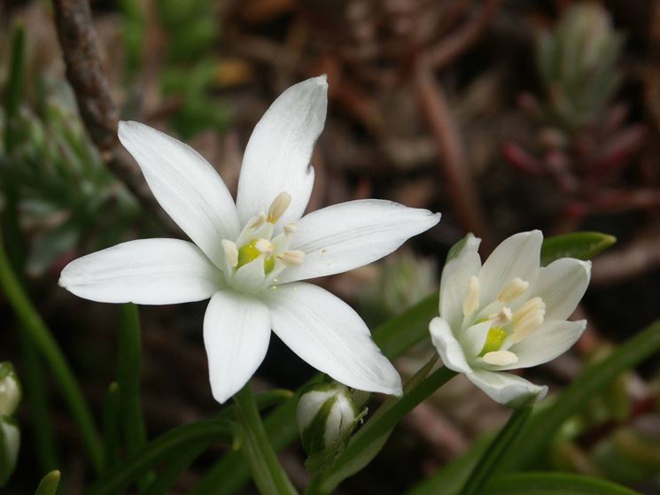 Star of Bethlehem