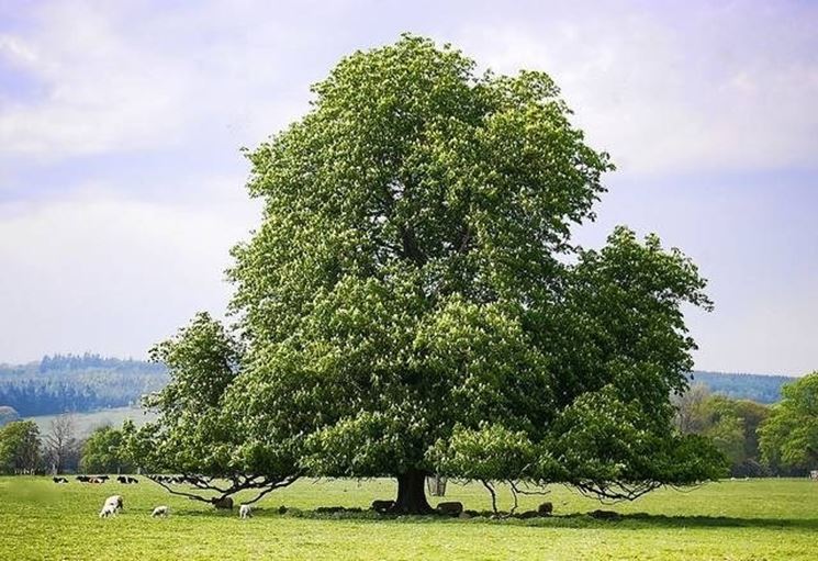 ippocastano Piante Officinali
