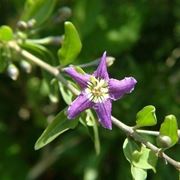 Lycium barbarum