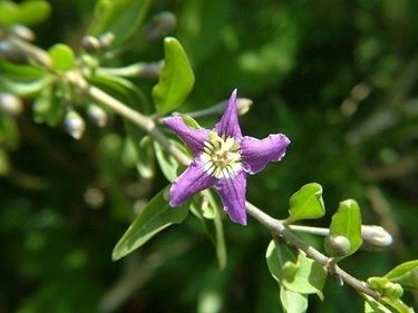 Lycium barbarum