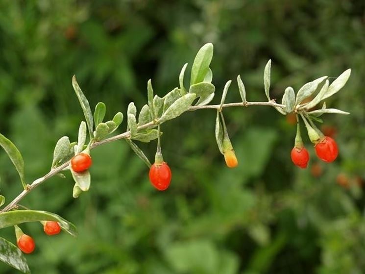 Bacche di goji