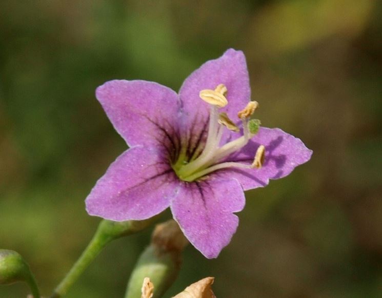 I tipici fiori del lycium chinense