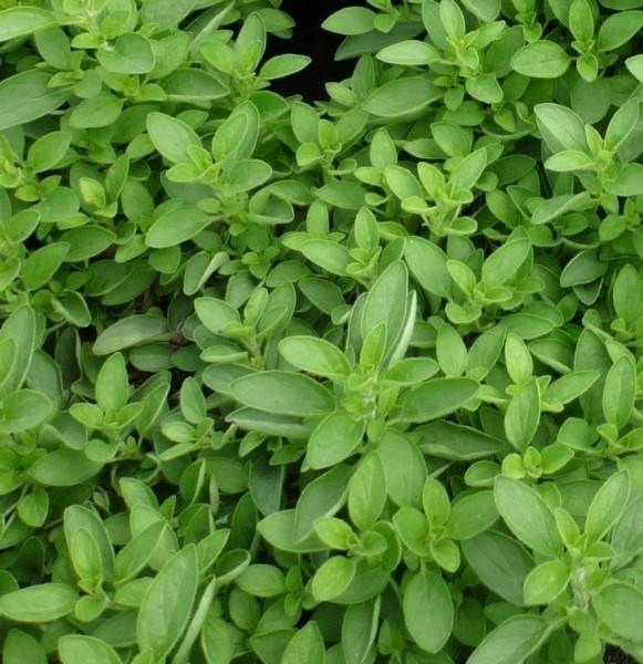 maggiorana Piante Officinali
