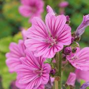 la pianta di Malva Sylvestris