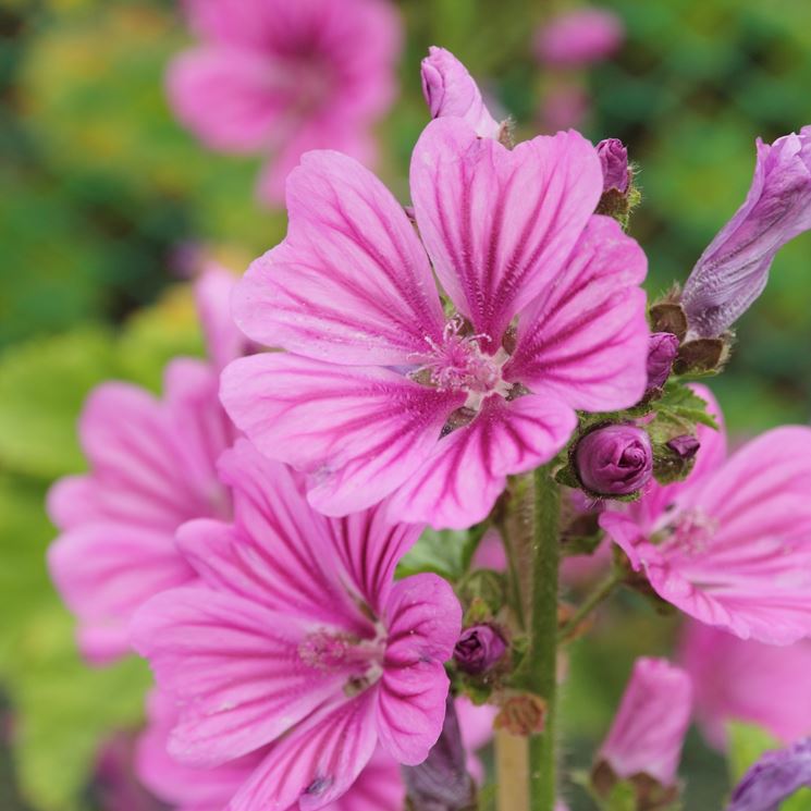 la pianta di Malva Sylvestris