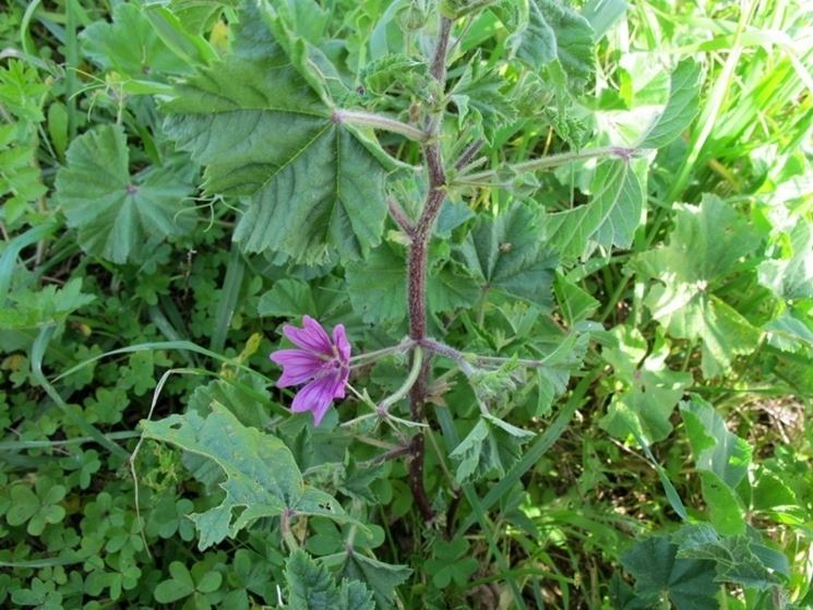 Fiore di Malva