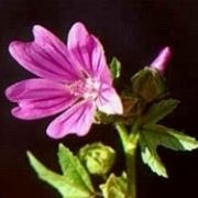 malva sylvestris