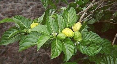 noni