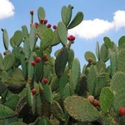 nopal