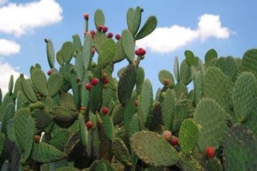 nopal