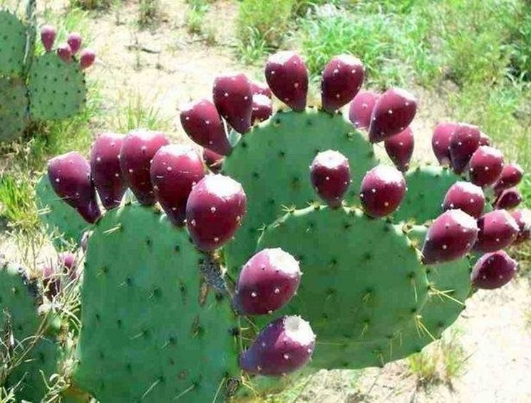 nopal