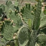 nopal