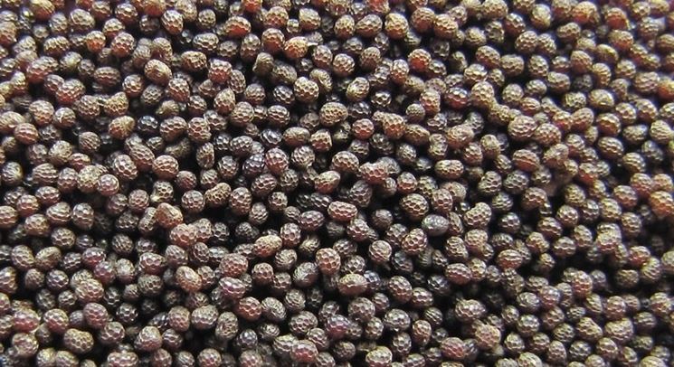 semi di papavero da oppio