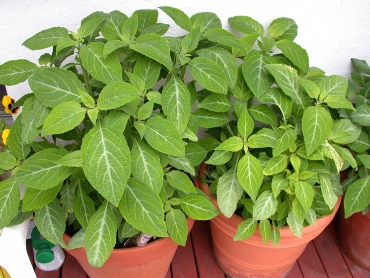 Talea di Salvia Divinorum conservata in tubo