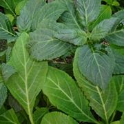 salvia divinorum